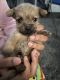 Shih Tzu Puppies for sale in Cumberland, NJ 08332, USA. price: NA