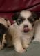 Shih Tzu Puppies for sale in Malo, WA 99150, USA. price: NA