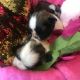 Shih Tzu Puppies for sale in South Porcupine, ON P0N 1K0, Canada. price: NA