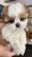 Shih Tzu Puppies for sale in Encino, Los Angeles, CA, USA. price: NA