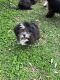 Shih Tzu Puppies for sale in Gulfport, MS 39503, USA. price: $600