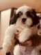 Shih Tzu Puppies for sale in Orlando, FL, USA. price: $800