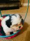 Shih Tzu Puppies for sale in Orlando, FL, USA. price: $800