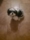 Shih Tzu Puppies for sale in Winslow Township, NJ, USA. price: NA