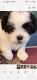 Shih Tzu Puppies for sale in Creston, IA 50801, USA. price: NA