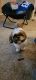 Shih Tzu Puppies for sale in Bloomington, IN, USA. price: NA