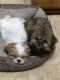 Shih Tzu Puppies for sale in Kaufman, TX, USA. price: $950