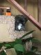 Shih Tzu Puppies for sale in 3007 S Mt Carmel Ave, Wichita, KS 67217, USA. price: NA