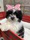 Shih Tzu Puppies for sale in Richmond, IL 60071, USA. price: $1,495