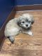 Shih Tzu Puppies for sale in Columbia City, IN 46725, USA. price: $800