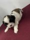 Shih Tzu Puppies for sale in Chandigarh, India. price: 20000 INR