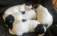 Shih Tzu Puppies for sale in Winston-Salem, NC 27105, USA. price: $1,700