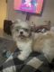 Shih Tzu Puppies for sale in Brentwood, NY, USA. price: NA