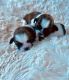 Shih Tzu Puppies for sale in Norton Shores, MI 49456, USA. price: NA