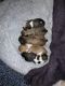 Shih Tzu Puppies for sale in Benbrook, TX, USA. price: $1,200
