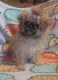 Shih Tzu Puppies for sale in Wisconsin Dells, WI, USA. price: NA