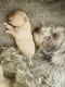 Shih Tzu Puppies for sale in Stone Mountain, GA, USA. price: $1,000