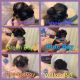 Shih Tzu Puppies for sale in Lake Toxaway, NC 28747, USA. price: NA
