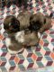 Shih Tzu Puppies for sale in Carthage, TX 75633, USA. price: $300