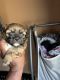 Shih Tzu Puppies for sale in Fort Lauderdale, FL, USA. price: $1,500