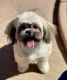 Shih Tzu Puppies for sale in Anthem, Phoenix, AZ, USA. price: $350
