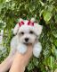 Shih Tzu Puppies for sale in Atlanta, GA, USA. price: $1,000