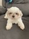 Shih Tzu Puppies for sale in Memphis, TN, USA. price: $1,100