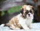 Shih Tzu Puppies for sale in Kent, WA 98032, USA. price: $600