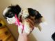 Shih Tzu Puppies for sale in Coalinga, CA 93210, USA. price: NA