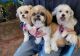 Shih Tzu Puppies for sale in Bloomington, IN, USA. price: $800
