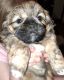 Shih Tzu Puppies for sale in Hamilton, MT 59840, USA. price: NA