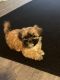 Shih Tzu Puppies for sale in Charlotte, NC 28205, USA. price: $1,250