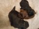 Shih Tzu Puppies for sale in Zanesville, OH 43701, USA. price: $600