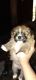Shih Tzu Puppies for sale in Evangeline Parish, LA, USA. price: $600