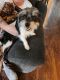 Shih Tzu Puppies for sale in Piedmont, WV 26750, USA. price: NA