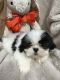Shih Tzu Puppies for sale in Columbia, MS 39429, USA. price: $700