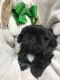 Shih Tzu Puppies for sale in Columbia, MS 39429, USA. price: $700
