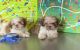Shih Tzu Puppies for sale in Cincinnati, OH, USA. price: $1,400