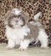 Shih Tzu Puppies for sale in Clyde, NY 14433, USA. price: $600