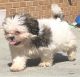 Shih Tzu Puppies for sale in Maryville, TN, USA. price: $600