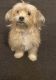 Shih Tzu Puppies for sale in Detroit, MI 48228, USA. price: $350