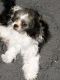 Shih Tzu Puppies for sale in Chicago, IL, USA. price: $2,500