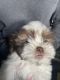 Shih Tzu Puppies for sale in Athens, WI 54411, USA. price: $400
