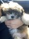 Shih Tzu Puppies for sale in Menifee, CA, USA. price: $1,000
