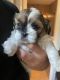 Shih Tzu Puppies for sale in Boca Raton, FL 33433, USA. price: $1,000