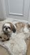 Shih Tzu Puppies for sale in Holtsville, NY, USA. price: NA