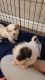 Shih Tzu Puppies for sale in Phoenix, AZ, USA. price: $300,400