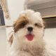 Shih Tzu Puppies for sale in Charlotte, NC, USA. price: $400