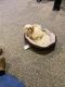 Shih Tzu Puppies for sale in Stone Mountain, GA, USA. price: $75,000