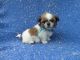 Shih Tzu Puppies for sale in Hacienda Heights, CA, USA. price: $999